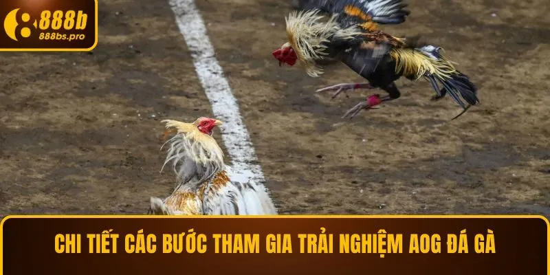 Chi tiết các bước tham gia trải nghiệm AOG đá gà