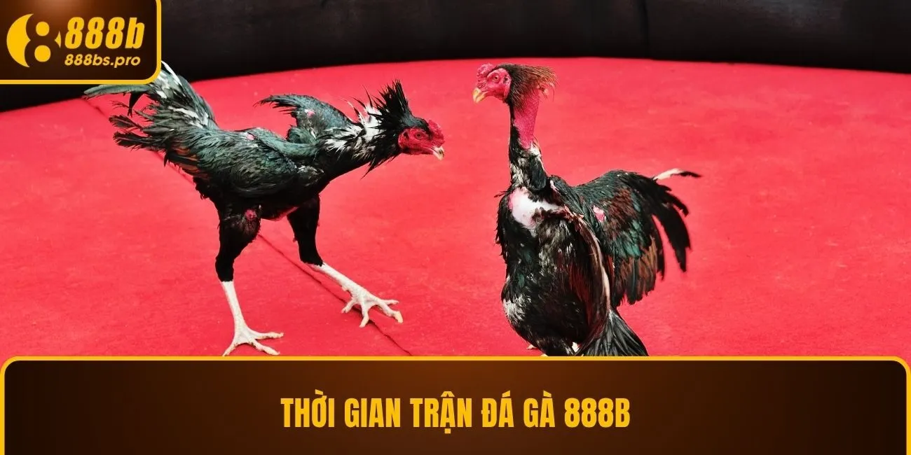 Thời gian trận đá gà 888B