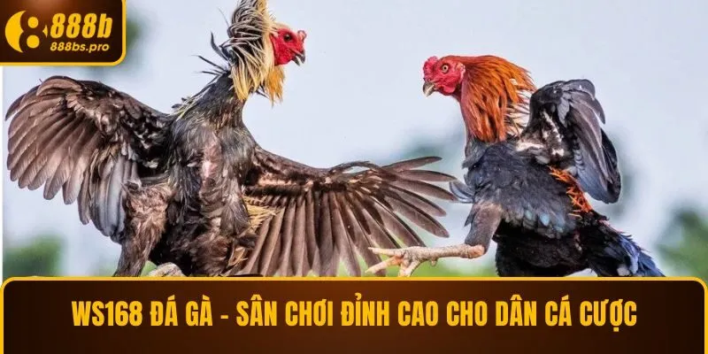 WS168 đá gà